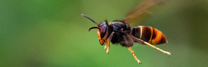 Frelon à pattes jaunes