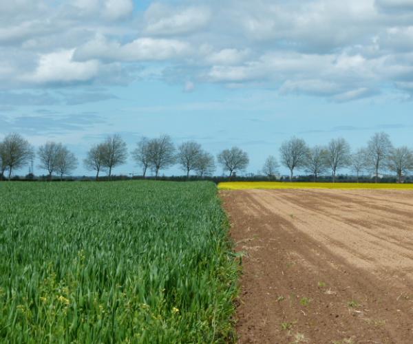 Claudie MORIN - Paysage agricole à Cheux