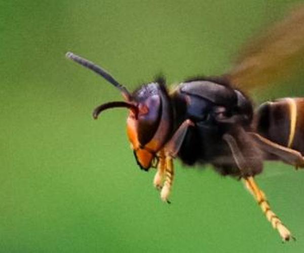 Frelon à pattes jaunes