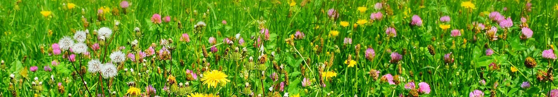 Une prairie dans la ville