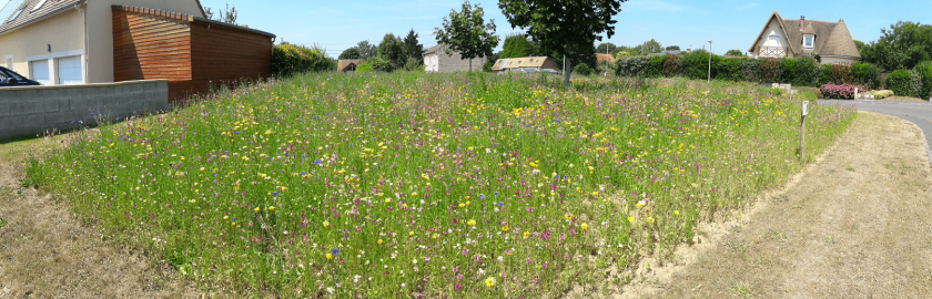 Prairie fleurie à Cheux